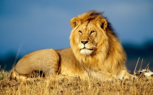 King of the jungle